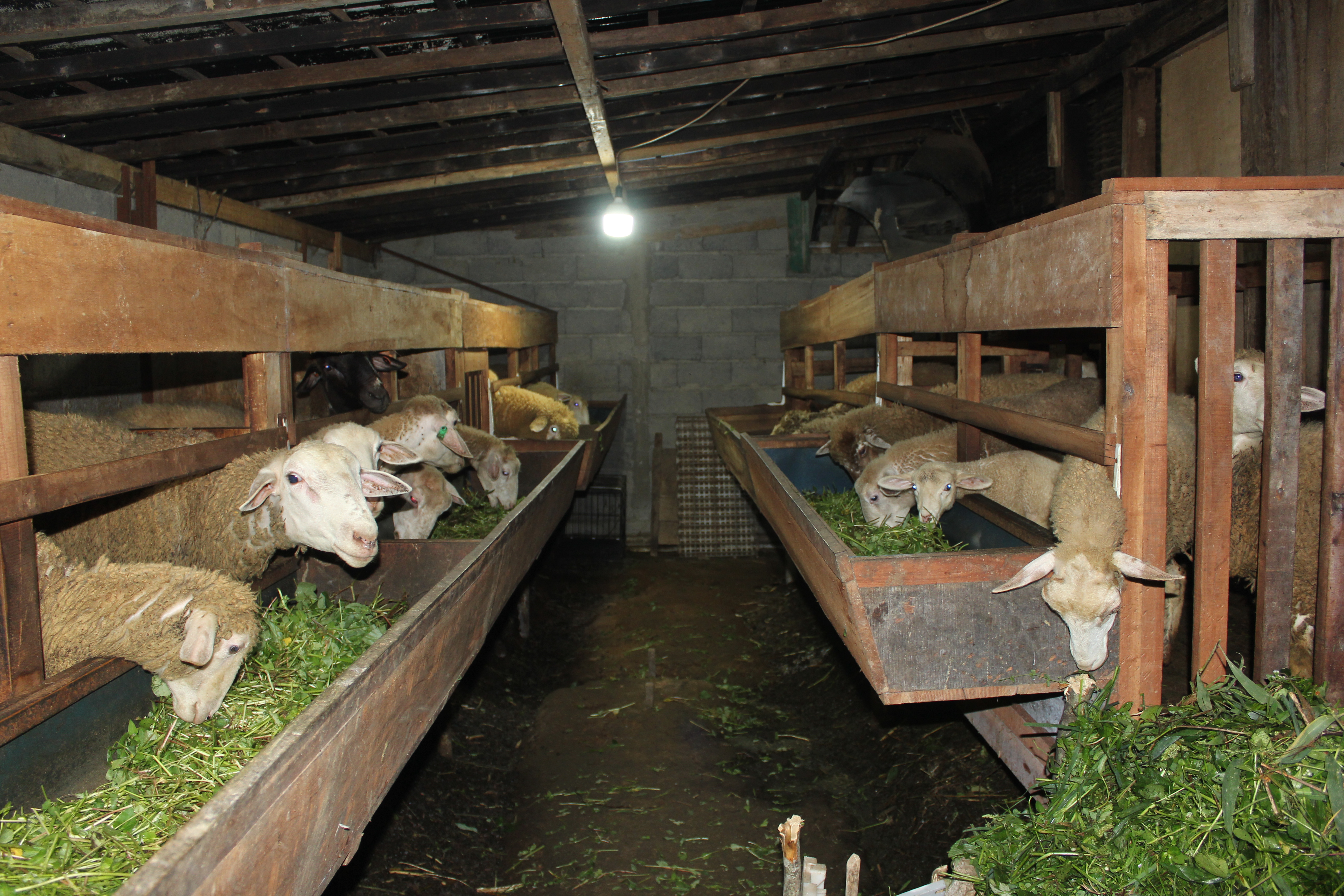 Suasana Kandang GafFarm 1