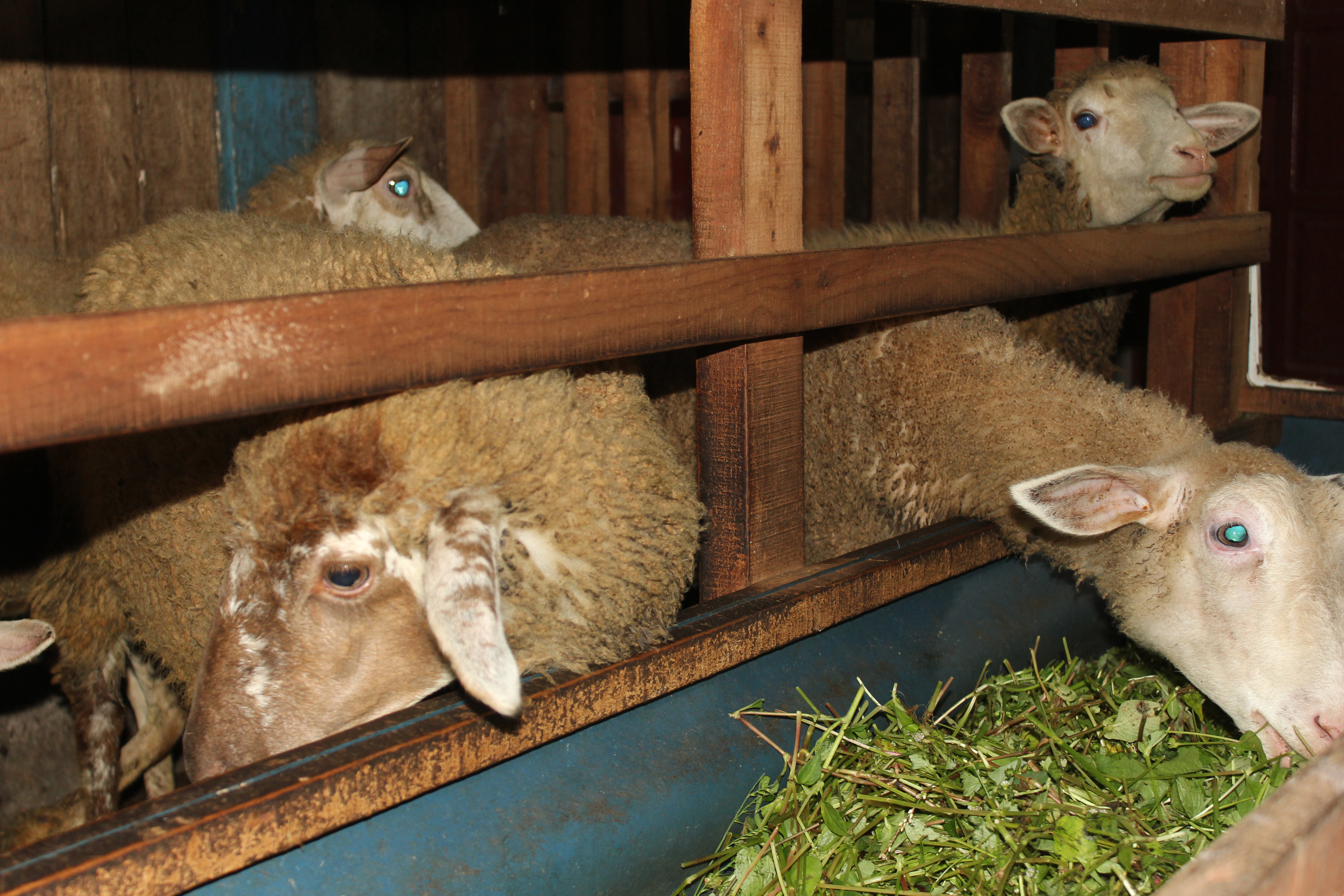 Suasana Kandang GafFarm 2