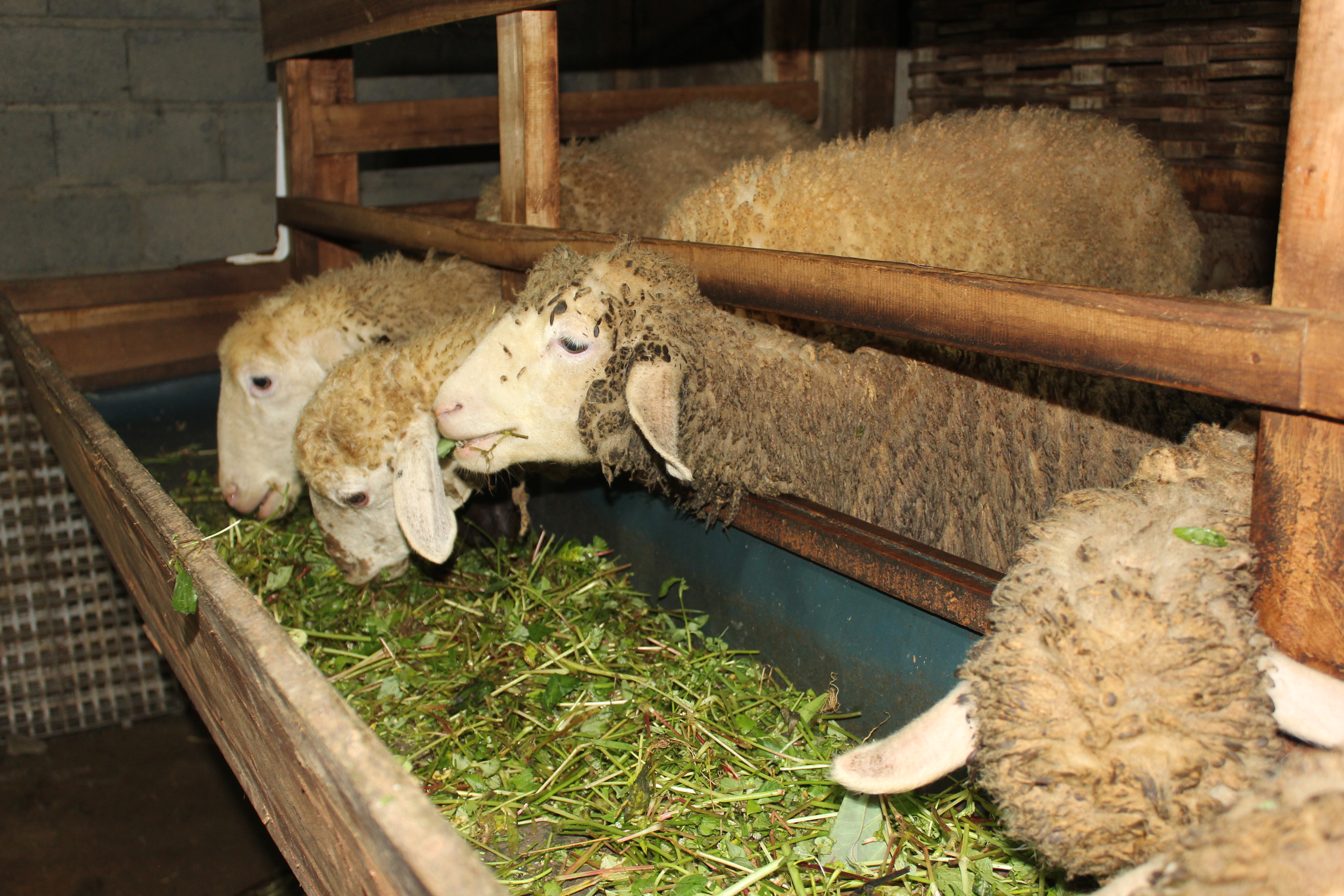 Domba Merino