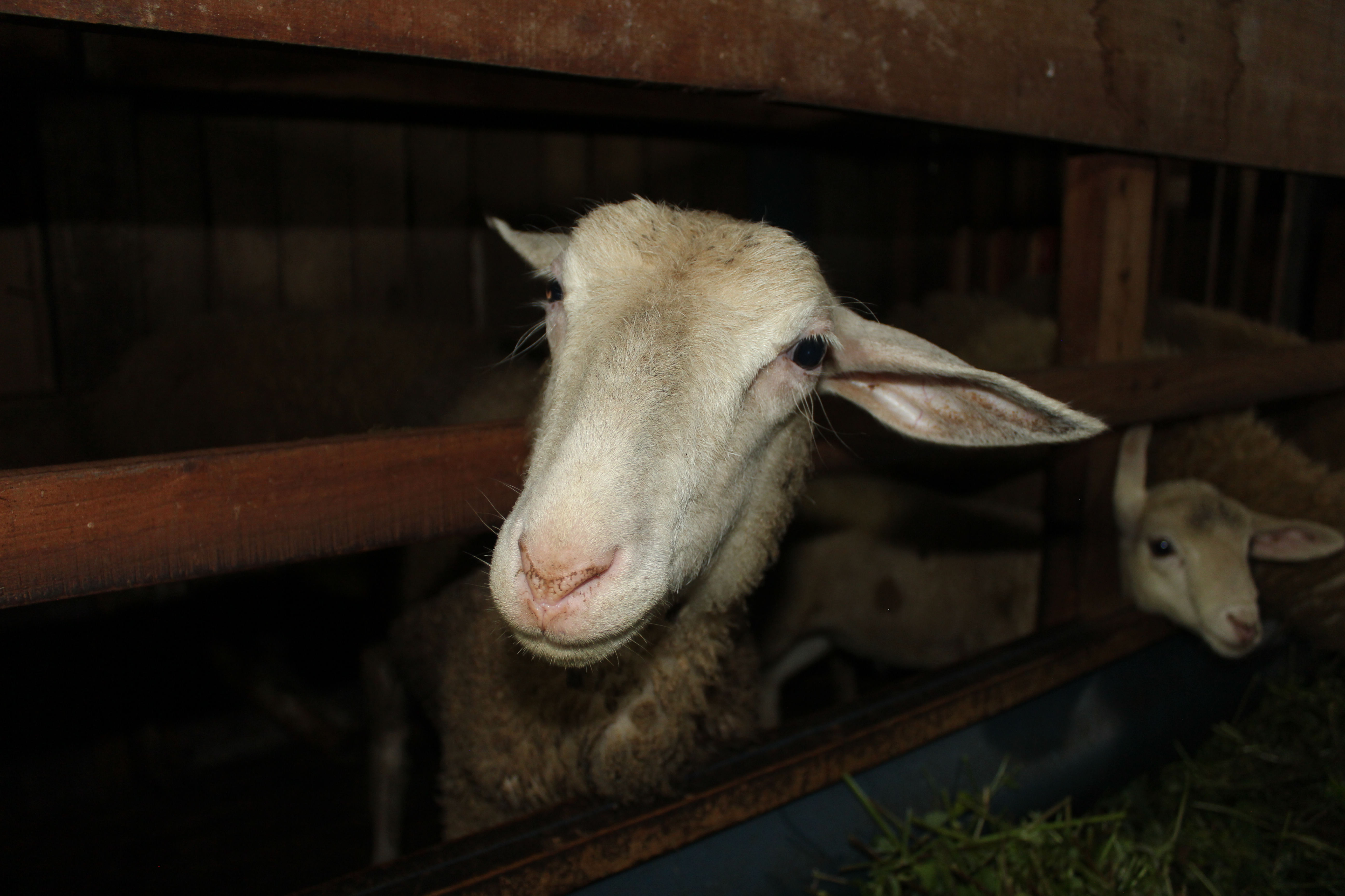 Domba Texel
